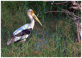 The Painted Stork was quite commonly seen in the wetlands of Yala and Bundala.