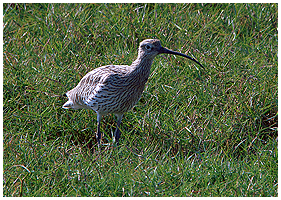 Eurasian Curlew is actually rarely seen in Sri Lanka.