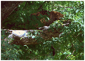 A very relaxed leopard in a Yala tree.