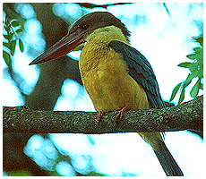 Stork-billed Kingfisher - the lagest species in Sri Lanka.