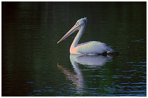 Spot-billed pelican.