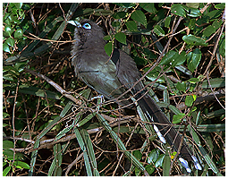 Blue-faced Malkoha is an uncommon sight - but usually in dryland bushes.