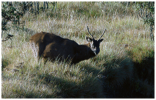 The Sambar deer of Horton Plains.