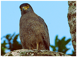 A juvenile Crested Serpent-eagle waiting for mummy.