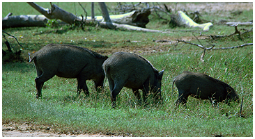 Sri Lankan wild boars roam the dry parts of the wetland.