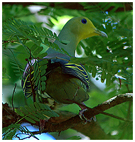 Ceylon Green-pigeon.
