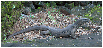 Land Monitor lizard - smaller and less agressive than the water monitor.