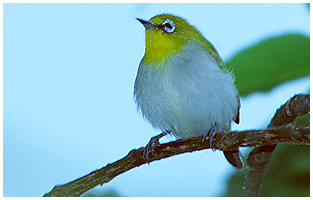- and this is the Oriental White-eye.