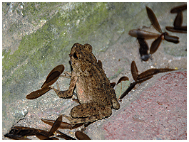 This asian toad is also enjoying the benefit ofthe ephemere hatching.