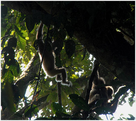 The White-handes Gibbon is very fast - and really hard to get into focus in the dense canopy. View a few more pictures.