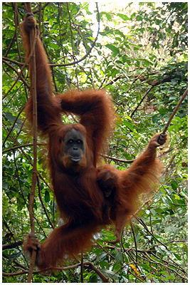 The Sumatra Orangutan - one of the celebreties here!