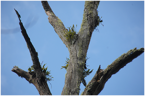 A few epiphytic orchids are growing on a dead tree on Sibyiak.