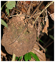 The brown termites of this area form nests at the size of a coconut in the trees.