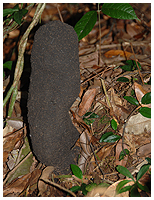 Black termites have their nests standing proud on the ground.