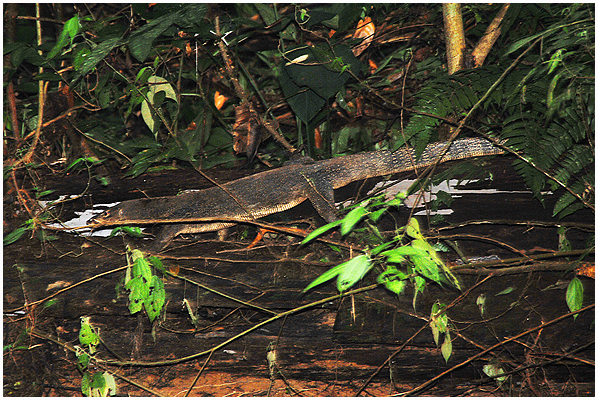 This specimen from Gunung Leuser National Park in Sumatra, Indonesia, is quite large - in the region of 1,7 meters in length. The subspecies is alledged to be able to grow to nearly 3 meters!
