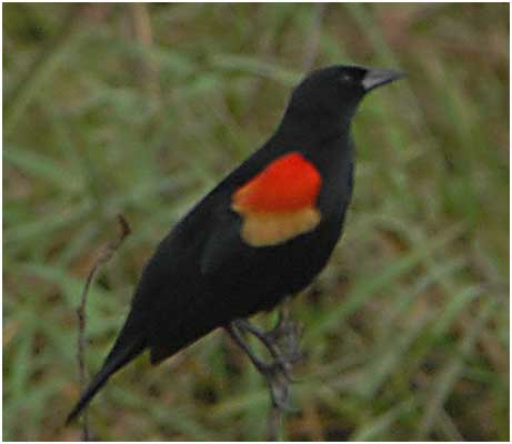 Red-winged Blackbird - thanks to Adam Hamm for providing the right name!