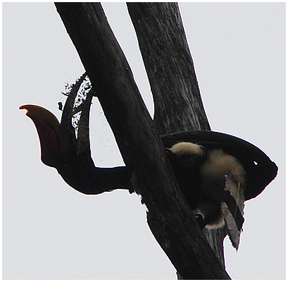 The hornbill tears open the decaying wood with something to eat in mind .... -