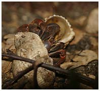 Strawberry land hermit crab - Coenobita perlatus. / Copenhagen Zoo, Denmark
