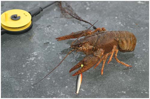 A highly unusual catch - a noble crayfish caught from the ice! / Sjls, Denmark