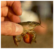 American crayfish - Cambarus affinis or Orconectes limosus . / Lac du Der Chantecoq, France