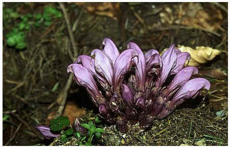 Lathraea clandestina  - This flower - with no foilage - was found in Montagnes Noires. / Tarn, France.