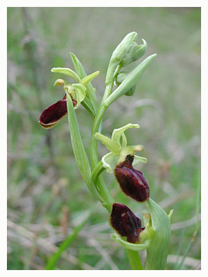 Ophrys incubacea. / Aude, France.