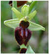 Ophrys-incubacea-DSCN2053.jpg (15395 bytes)