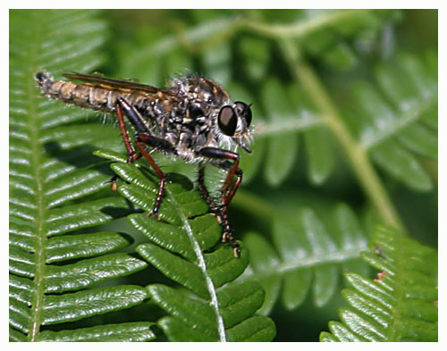 Robber fly - Asilus crabroniformis. / Herault, France.