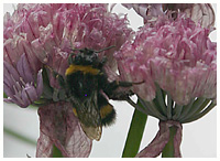 Bumble bee - Bombus hortorum. / Zealand, Denmark