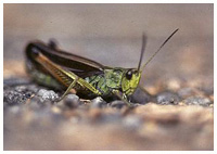 Marsh meadow locust - Chorthippus longicornis. / Montagnes Noires, Tarn, France