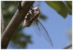 Cicada plebeja. / Herault, France