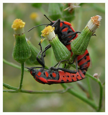 Mating shiels bugs. / Tarn, France