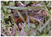 European mole cricket - Gryothalpa gryothalpa. / Montagnes Noires, Tarn, France