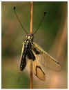 Libelloides_coccajus-insekt.jpg (7781 bytes)