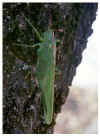 Locusita-viridissima-insekt.jpg (17296 bytes)
