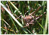 African locust - Locusta migratoria. / Herault, France