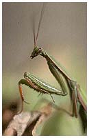 Praying mantis - Mantis religiosa. / Montagnes Noires, Tarn, France