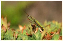 Praying mantis - Mantis religiosa. / Montagnes noires, Tarn, France