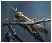 Giant grasshopper -Tropidacris collaris. / Copenhagen Zoo, Denmark