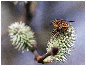 Yellow Dung-fly - Scathophaga stercoraria. / Zealand, Denmark.