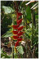 Many species of Heliconia flowers are found in the rainforrest - and needless to say also in gardens and parks!