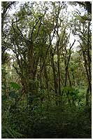 St. Elena Cloud Forrest reserve - moss in abundance on every tree.