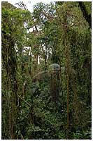 Tree-fern, vines and trees are full of epifytic plants.