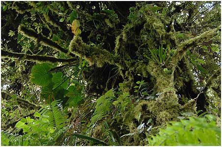 Epiphytic ferns, phillidendrons, bromelias, orchids and many more are found everywhere!