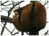 Red Panda - Ailurus fulgens fulgens. / Odense Zoo, Denmark