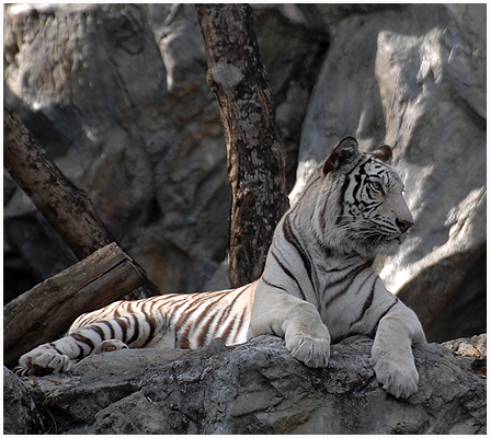 White Bengal tigers are rare in the wild - these ar pictured in th Chiang Mai Zoo, january  2010.