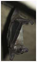 Egyptian fruit bat - Rousettus aegypticus. / Copenhagen Zoo, Denmark.