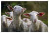 Sheep-FN1-105-01-3.jpg (39800 bytes)