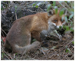 Red fox - Vulpes vulpes. / Copenhagen, Denmark