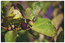 Tree figs - Ficus carica. / Castilla-la-Mancha, Spain